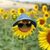 Janie B-good's profile image