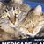 Lisa Gerety's profile image