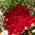Donna Alves's profile image