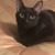 Cat Cat's profile image