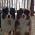 Bev Foote Sutherland's profile image