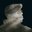 Aaron Rowe's profile image