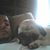 Sal Scarcella's profile image