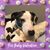Amy Gordon's profile image