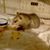 Joni Goodine's profile image