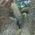 Osho Sanyas's profile image