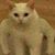 Adrian Anthony Barrera's profile image
