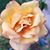 Lisa Klepper's profile image