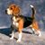 Celeste Mackey's profile image
