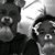 Amanda Pearsall's profile image