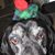 Leah Corbett Benefiel's profile image