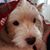 Laurie Kreutzer Hampton's profile image