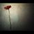 E Vissero Felici's profile image