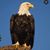 Shelley McCullough's profile image
