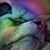 Jared Zippin's profile image