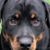 Alissa Hilton Horsley's profile image