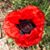 Julie Sather-Browne's profile image