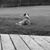 Wendy Pagano Rogers's profile image