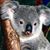 Joyce Campbell Chandler's profile image