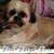Donna Stauffer Kollar's profile image