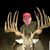 Nicholas Fuhrmann's profile image