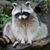 Carmen Nagy's profile image