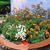 Connie Lesch's profile image