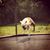 Chesca Silva Bowser's profile image