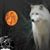 Dennis Wilkins's profile image
