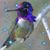 Sheryl McLaughlin's profile image