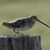 Pat Bitton's profile image