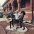Faruk Tokumbo Shokunbi's profile image