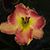 Natalie Jurgens Davis's profile image