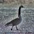 Clyde Birkholz's profile image
