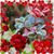 Norma Rodriguez's profile image