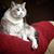 Christina Reville's profile image