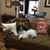 Kathe Bristle Allison's profile image