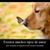 Diana Brindis's profile image