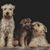 Patricia Purcell-Morton's profile image