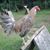 Antonio Parrocha's profile image