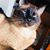 Nicole Wolcott Pessa's profile image