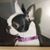 Janet Kessler Shapiro's profile image