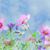 Brenda Fields's profile image