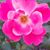 Katherine Henry's profile image