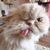 Tricia Kelley's profile image
