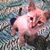 Alvena Graham's profile image
