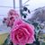 Adeline Martin's profile image