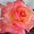 Terri Marquez's profile image