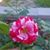 Tiffany Kelly Sibley's profile image