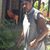 Abel Arroyo Gardener's profile image